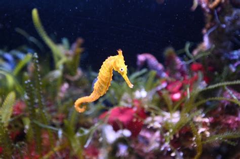 Exploring the Enchanting World of the Seahorse Habitat - Interesting Animals