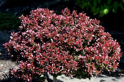 Berberis thunbergii ' Bagatelle ' Dwarf Red Japanese Barberry - Kigi Nursery