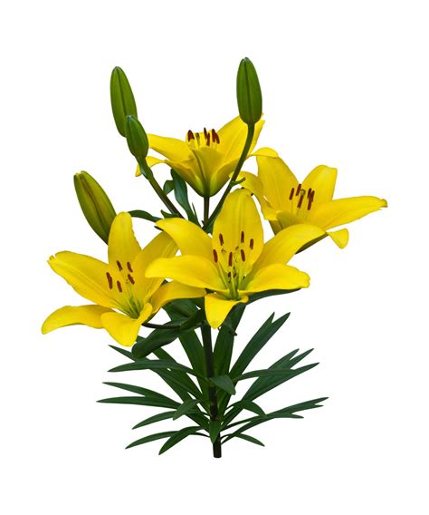 Yellow Asiatic Lilies, Asiatic Lilies in Bulk | Wholesaleflowers.net