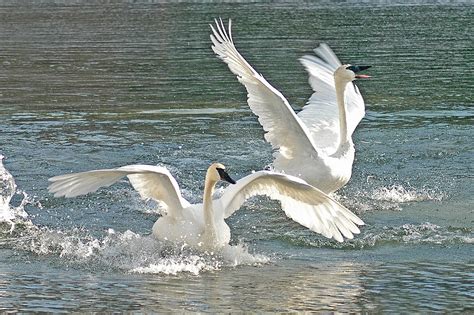 10,000 Likes: Minnesota's trumpeter swan season