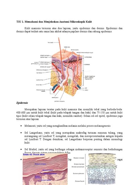 Mikroskopik Kulit | PDF