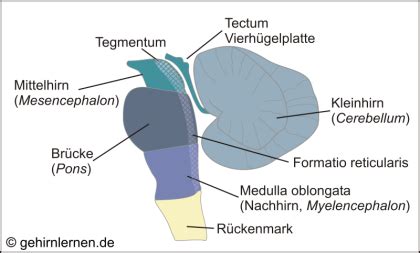 Gehirn und Lernen - Der Hirnstamm oder das „Reptiliengehirn“