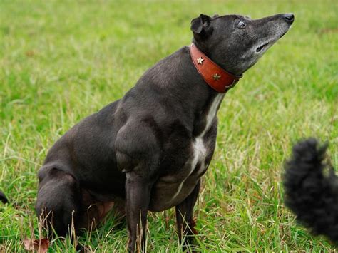 This whippet has a genetic mutation called bully whippet syndrome, which doubles her size ...