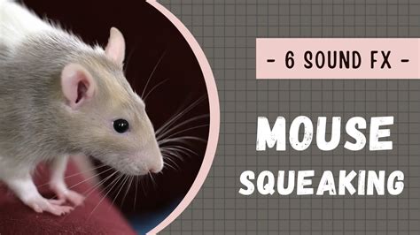 Mouse squeaking sound effects (no copyright) - YouTube