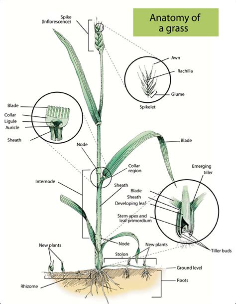 Pasture management - Mr Clarks place of learning!