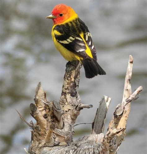 Rare migration: Western tanagers flock to rainy Missoula | Local News | missoulian.com