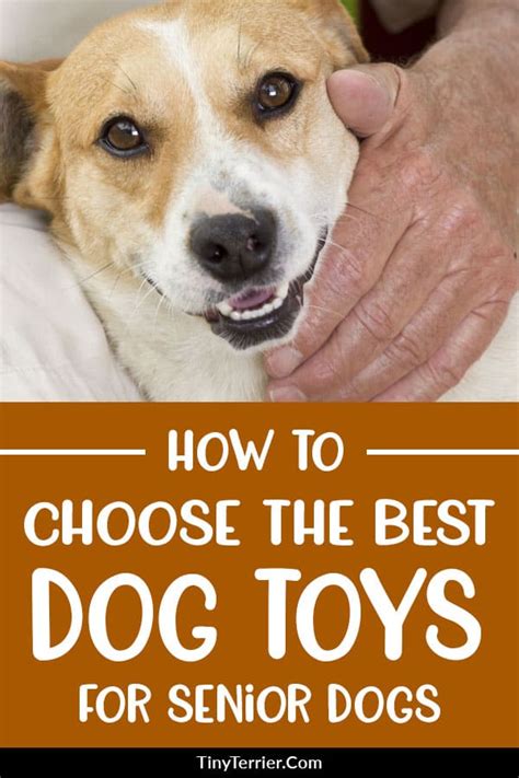 Top 10 Best Toys for Senior Dogs [2019 Edition] | Tiny Terrier