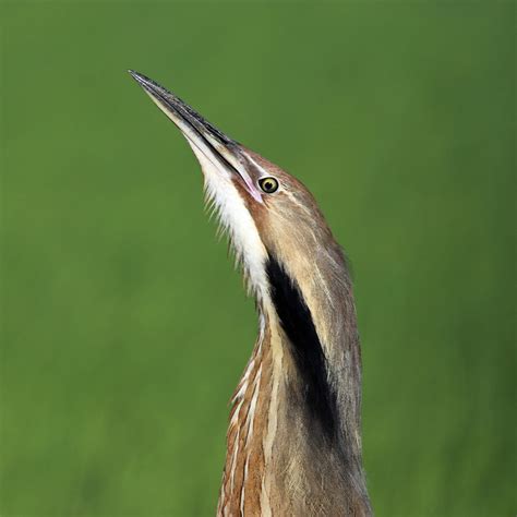 American Bittern – California Ricelands Waterbird Foundation