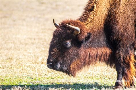 Plains Bison in the Front Yard – Robert's Snap Spot