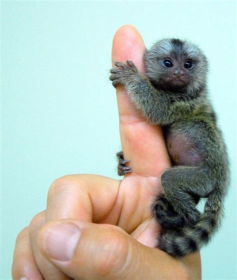 Baby Pygmy Marmoset - Monkey | Size | For Adoption - Primates Park