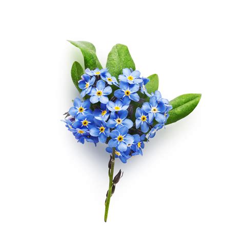 Larkspur Flower Meaning In Hindi | Best Flower Site