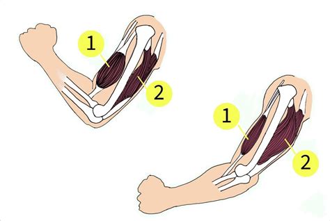 The extension of the arm is brought about by the muscles shown in the ...