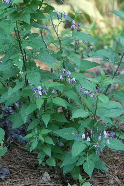 Solanum dulcamara (climbing nightshade): Go Botany