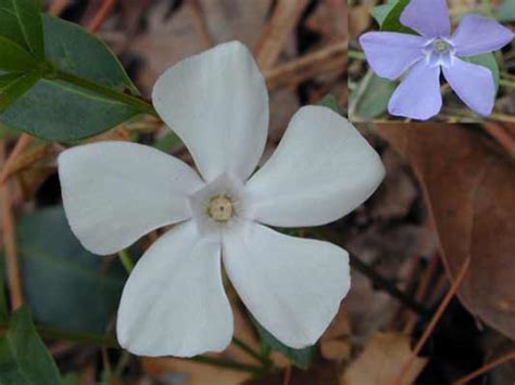 Common Periwinkle | Oklahoma State University