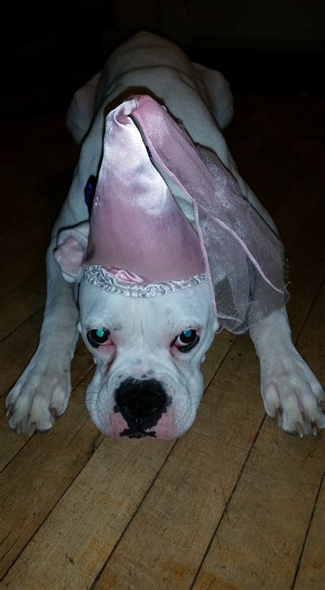 12 Costumes That Prove Boxer Dogs Always Win At Halloween