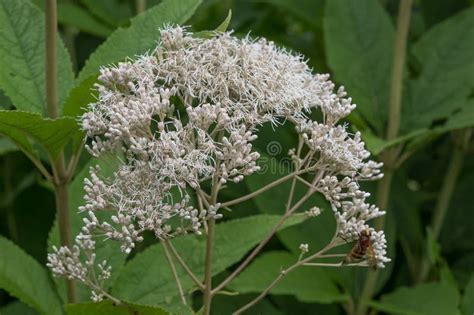 Sweet Scented Joe-Pye Weed Eupatorium Maculatum Snowball, White Flowers Stock Photo - Image of ...