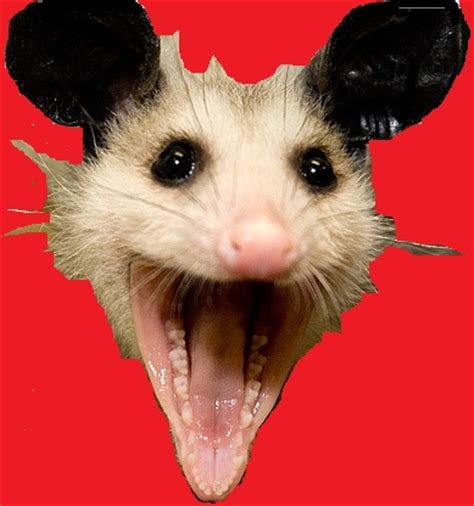 partypossum.com February 9th