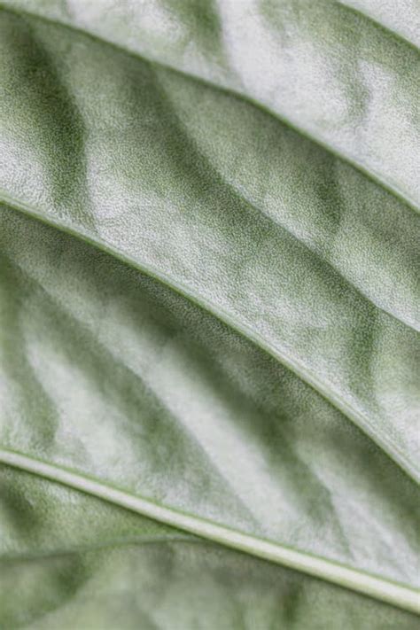 Macro Photography of a Leaf · Free Stock Photo