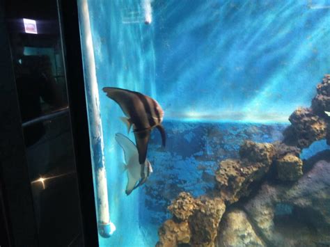 Taraporewala Aquarium - مومباي: Working hours, Activities, Visitor ...