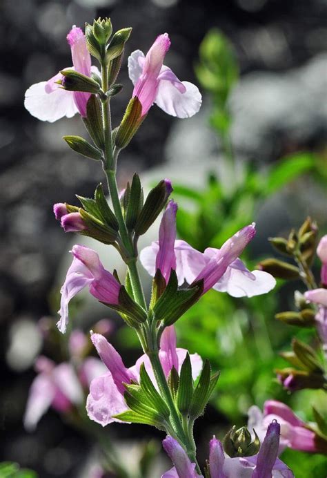 Salvia in the drought tolerant California garden. : r/gardening