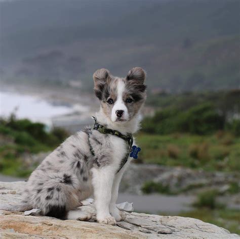 Lucky picture I got of my border aussie, Bolt today by the beach, thought you guys might enjoy ...