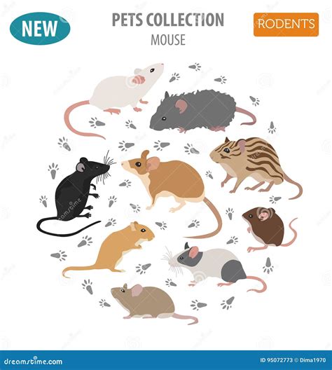 Mice Breeds Icon Set Flat Style Isolated on White. Mouse Rodents Stock Vector - Illustration of ...