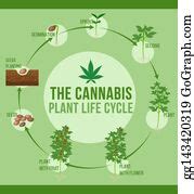 28 Cannabis Plant Life Cycle Clip Art | Royalty Free - GoGraph