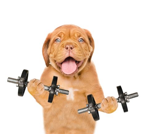 Training Exercises for Dogs. Teach Your Dog More Exercises | Herepup