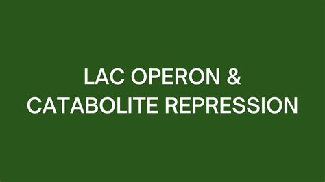 Lac Operon & Catabolite Repression - YouTube