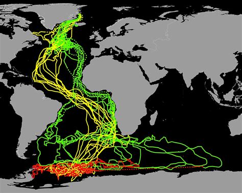 The Arctic Tern - extreme migration from pole to pole