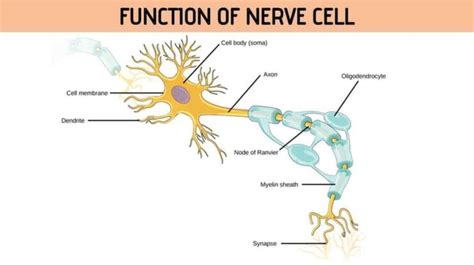 Function of Nerve Cell - Rajus Biology