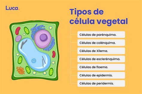 Partes de la célula vegetal y sus características