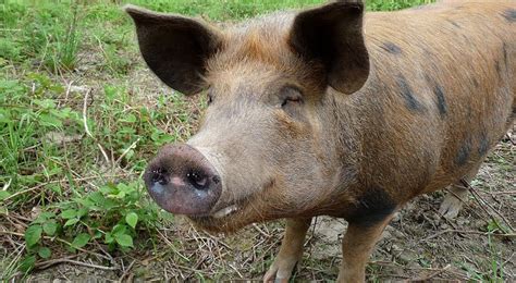 Texas farmer respects raising animals, history | Morning Ag Clips