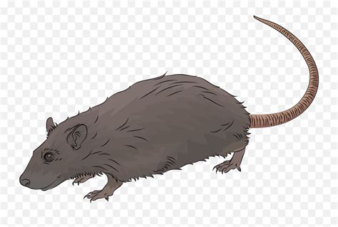 Rat Clipart - Realistic Rat Clipart Emoji,Rat Emoji - free transparent emoji - emojipng.com