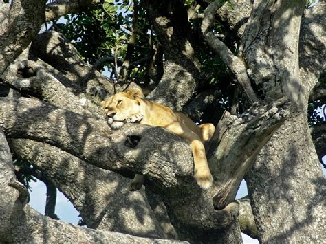 Tree-Climbing Lions of Lake Manyara