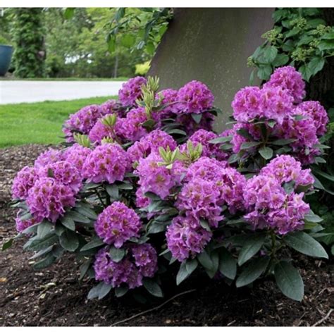 Proven Winners 3 Gal. Dandy Man Purple Rhododendron ColorChoice Shrub ...