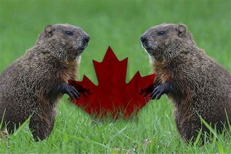 Incredible What Is The Canadian National Animal References