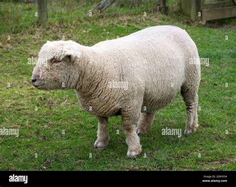 Southdown sheep hi-res stock photography and images - Alamy