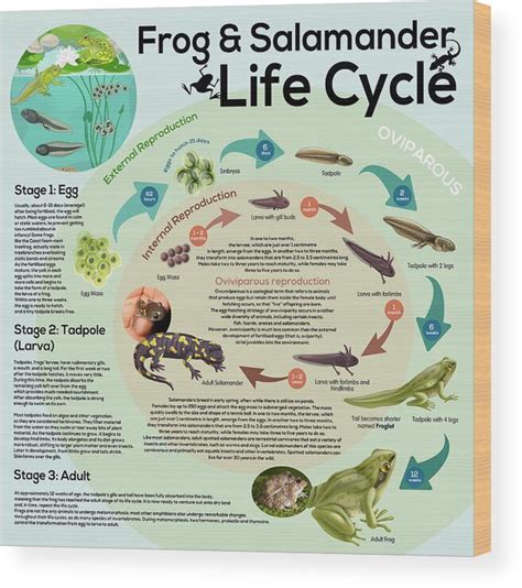 Wood Frog Life Cycle