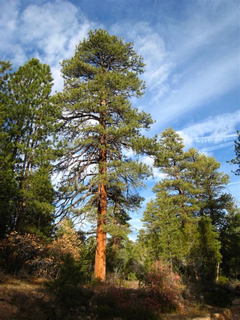 Native Trees of Nebraska - HubPages