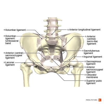 Male Pelvic Anatomy - Physiopedia