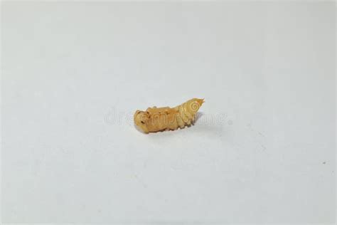 Mealworms Isolated on White Background. Pupa Stages of the Mealworm ...