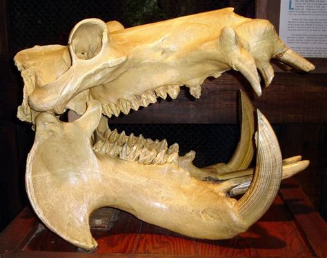 hippo skull - Google Search | Bones | Pinterest | Google search ...