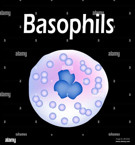 Basophils structure. Basophils blood cells. White blood cells ...