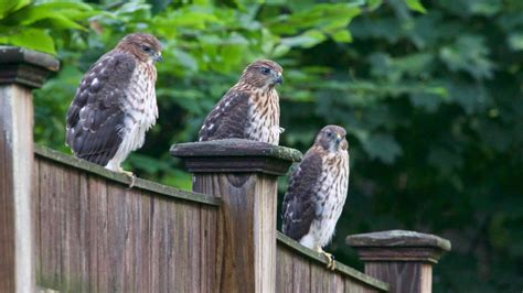 Cooper’s Hawk – Behavior – Brian Rusnica