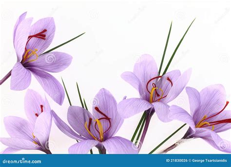 Saffron Flowers Royalty Free Stock Image - Image: 21830026