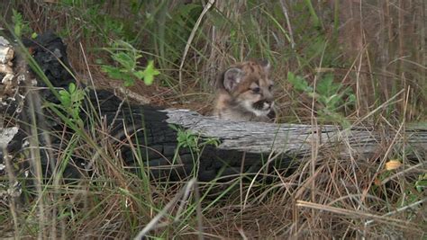 Florida Panther Cub Stock Footage Video 2661947 - Shutterstock