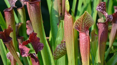 American Pitcher Plant | San Diego Zoo Animals & Plants