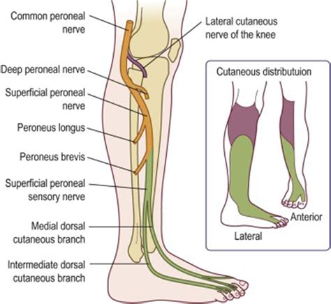 Entrapment Neuropathies of the Lower Extremity - Medical Clinics