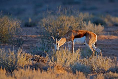 Springbok Antelope, Antidorcas Marsupialis, in the African Dry Habitat, Kgaladadi, Botswana ...